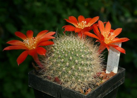 Aylostera grandiflora